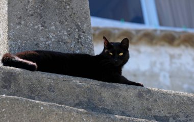 Kara kedi duvardaki karanlık bir yerden kameraya bakıyor.