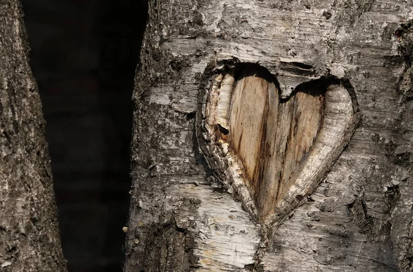 Bir huş ağacına oyulmuş kalp şekli