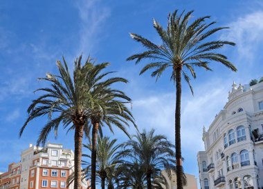 Valencia, İspanya 'nın ortasında palmiye ağaçları