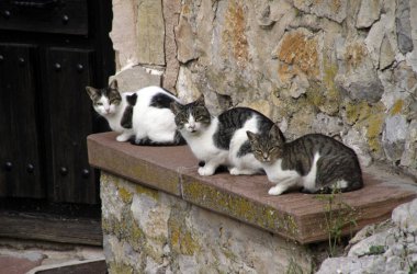 Duvardaki üç kedi kameraya bakıyor.