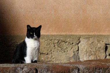 Duvardaki kedi tek gözüyle kameraya bakıyor.