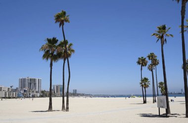Long Beach, Los Angeles, California 'da palmiye ağaçları