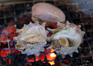 Türban kabuğu - Japonca 