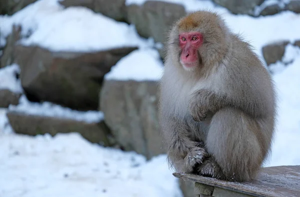 Nagano ilinde kar maymunu, Japonya