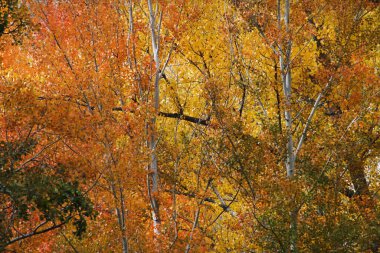 İspanya, Albarracin 'de sonbahar mevsiminde renkli ağaç gösterimi