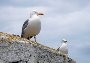 İspanya, Galiçya 'da bir martıya yaklaşıyoruz.