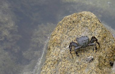Galiçya, İspanya 'da Illa do Faro (Ces Adaları) yengeçleri