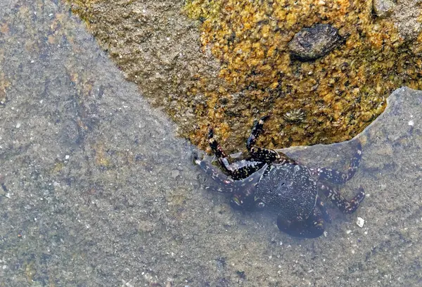 Galiçya, İspanya 'daki Illa do Faro (Ces Adaları) sularından çıkan yengeç