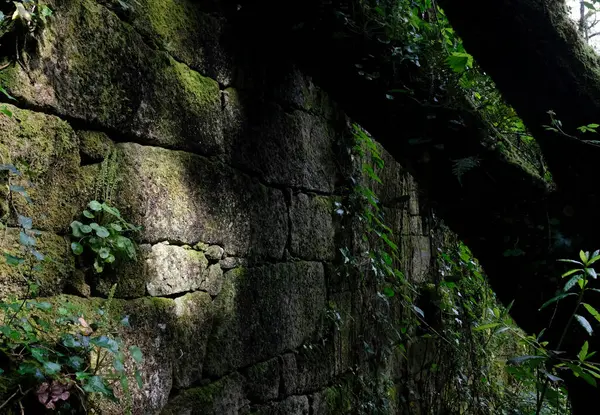 Ormanda terk edilmiş bir binanın yosunlu duvarı