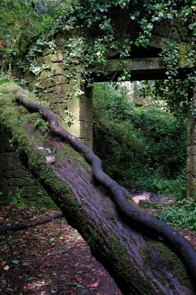 İspanya, Galiçya 'da terk edilmiş bir binada ağaç ve vahşi büyüme