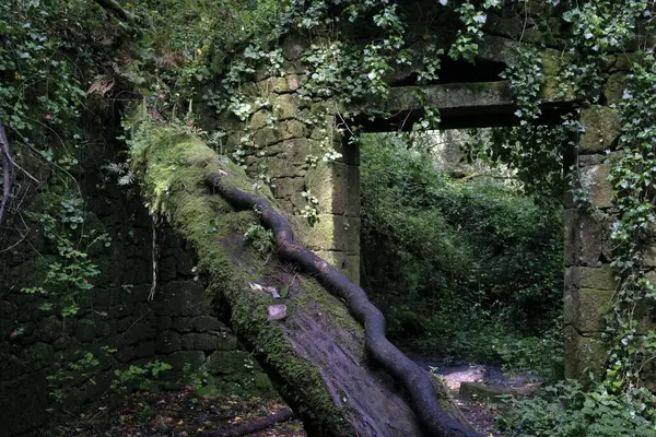 İspanya, Galiçya 'da terk edilmiş bir binada ağaç ve vahşi büyüme