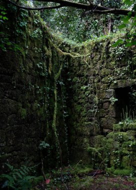 Galiçya, İspanya 'da terk edilmiş bir evde yosunlu duvarlar ve ürkütücü bir atmosfer.