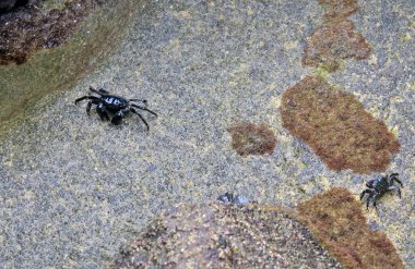 Crabs on Illa do Faro (Cies Islands) in Galicia, Spain