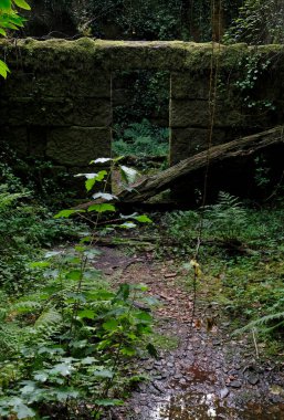 Galiçya, İspanya 'da terk edilmiş bir evin yosunlu duvarı ve aşırı gelişmiş bahçesi.