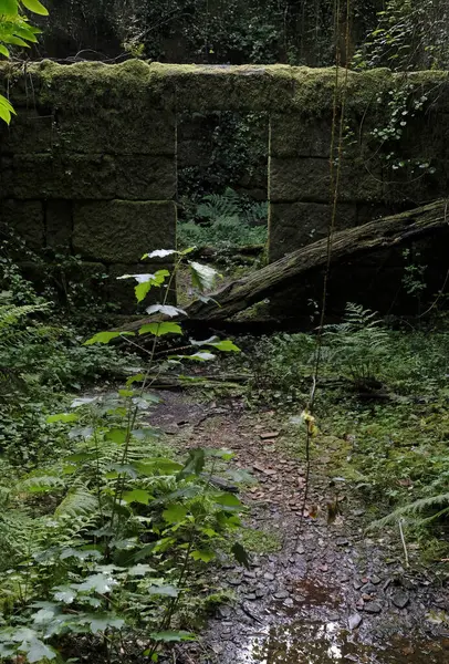 Galiçya, İspanya 'da terk edilmiş bir evin yosunlu duvarı ve aşırı gelişmiş bahçesi.