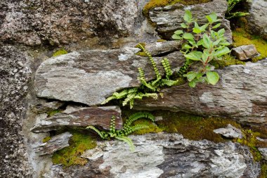 Terk edilmiş bir binanın duvarında büyüyen bitkiler.