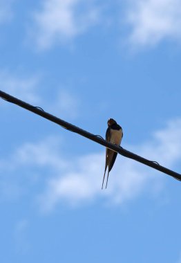 Mavi gökyüzüne karşı bir telefon kablosunda oturan kırlangıç.