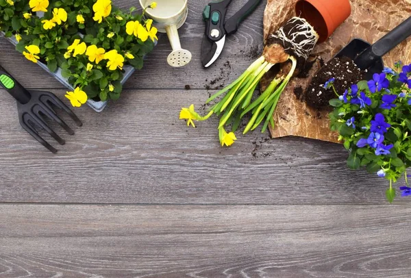 Pansies container, daffodils, watering can and secateurs on a wooden background.  Start gardening work in the garden.