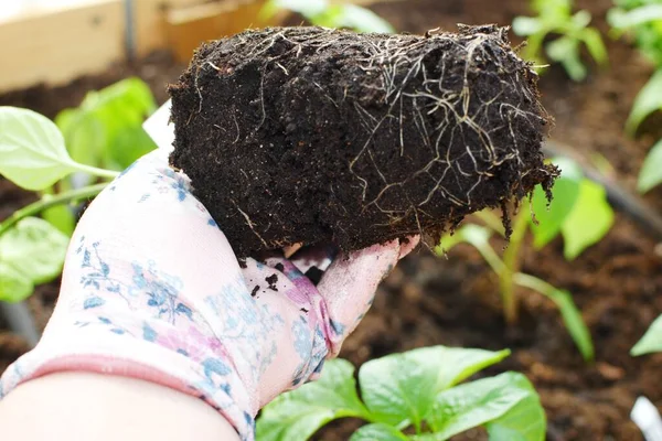 A person in a gardening glove holds pepper seedlings to be transplanted into a greenhouse.
