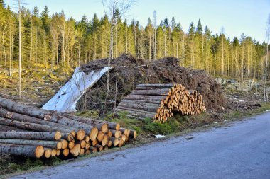 Ormanların tahrip edilmesi, orman temizliği, kereste hasat etme. 