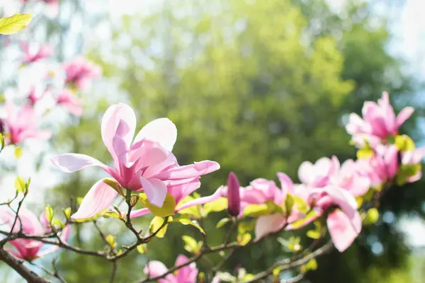 Beautiful Soft Pink Magnolia Flower — Stock Photo, Image