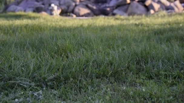 Der Rasenmäherroboter Mäht Das Gras Garten — Stockvideo