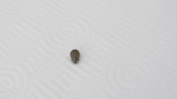 Tick Crawls Napkin Protection Ticks — Stock Video