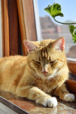 Kızıl bir kedi güneşlenir pencere eşiğinde.