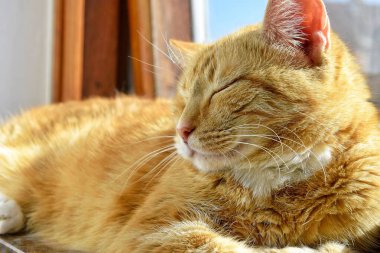 Kızıl bir kedi güneşlenir pencere eşiğinde.