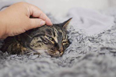Bir kadın nazikçe tekir kediyi okşuyor, hasta kedi. İnsanlar ve hayvanlar arasındaki ilişkiler. Hasta bir hayvana dikkat edin ve ilgilenin..