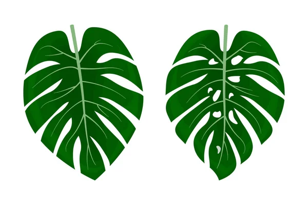 Monstera Pflanze Blätter Tropisches Pflanzenblatt Isoliert Auf Weißem Hintergrund Blattelementvektor — Stockvektor