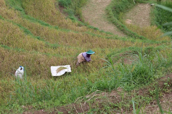 stock image Woman farmer is harvesting paddy in paddy field