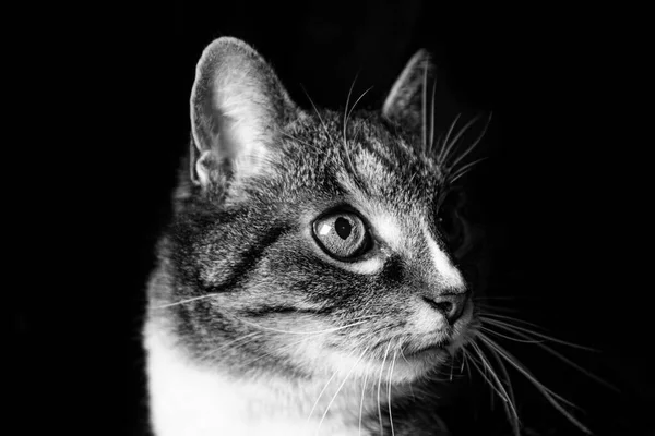 Gato Retrato Animales Primer Plano —  Fotos de Stock