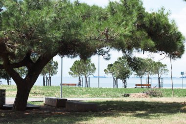 Yunanistan 'da yeşil güney çamları