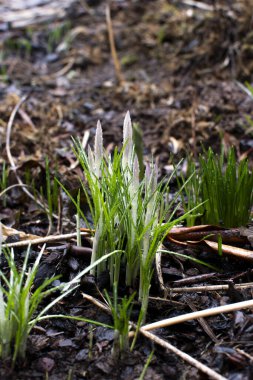 Almanya 'da baharın kokusu