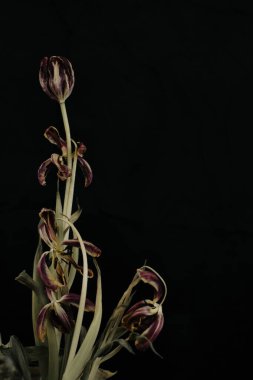 Çiçek açan çiçeklerin yakın görünümü