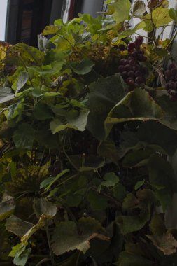 Sonbaharda geleneksel bir Alman kasabası