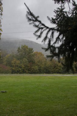 Bir huş ağacı Sonbahar yağmurunda