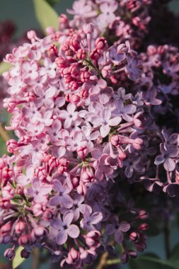 Güzel taze leylak çiçekleri 