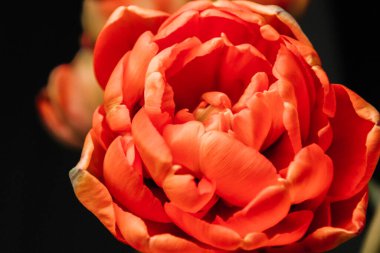 Koyu arkaplanda kırmızı lale, yakın plan - makro fotoğrafçılık