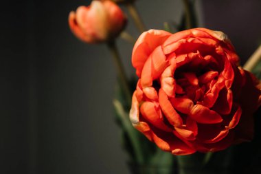 Koyu arkaplanda kırmızı lale, yakın plan - makro fotoğrafçılık