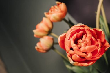 Koyu arkaplanda kırmızı lale, yakın plan - makro fotoğrafçılık