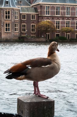 Hollanda 'da martılar ve ördekler