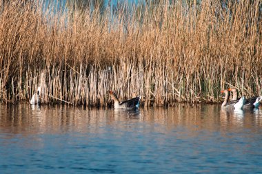 Hollanda 'da martılar ve ördekler