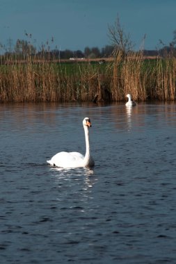 Mavi gölde güzel beyaz bir kuğu.