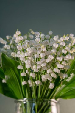 Pastel Arkaplan 'daki Vadi' nin Beyaz Zambağı
