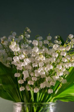 Pastel Arkaplan 'daki Vadi' nin Beyaz Zambağı