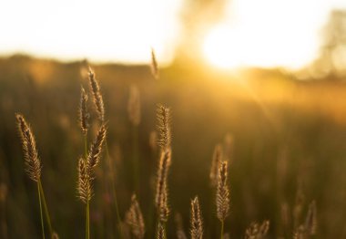 Tarlada gün batımı