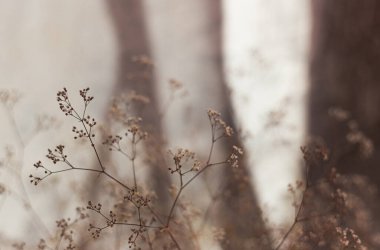 Bahçedeki güzel çiçekler