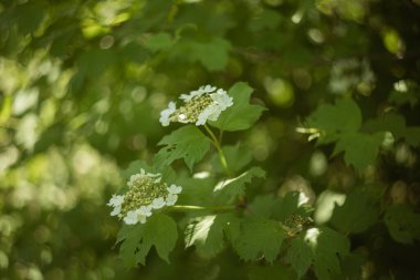 Yakutun beyaz çiçeği, yaklaş